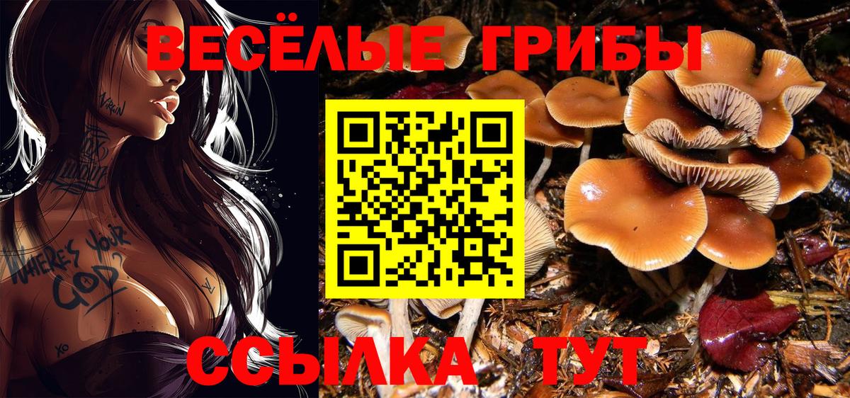 Галлюциногенные грибы Psilocybe Гусиноозёрск